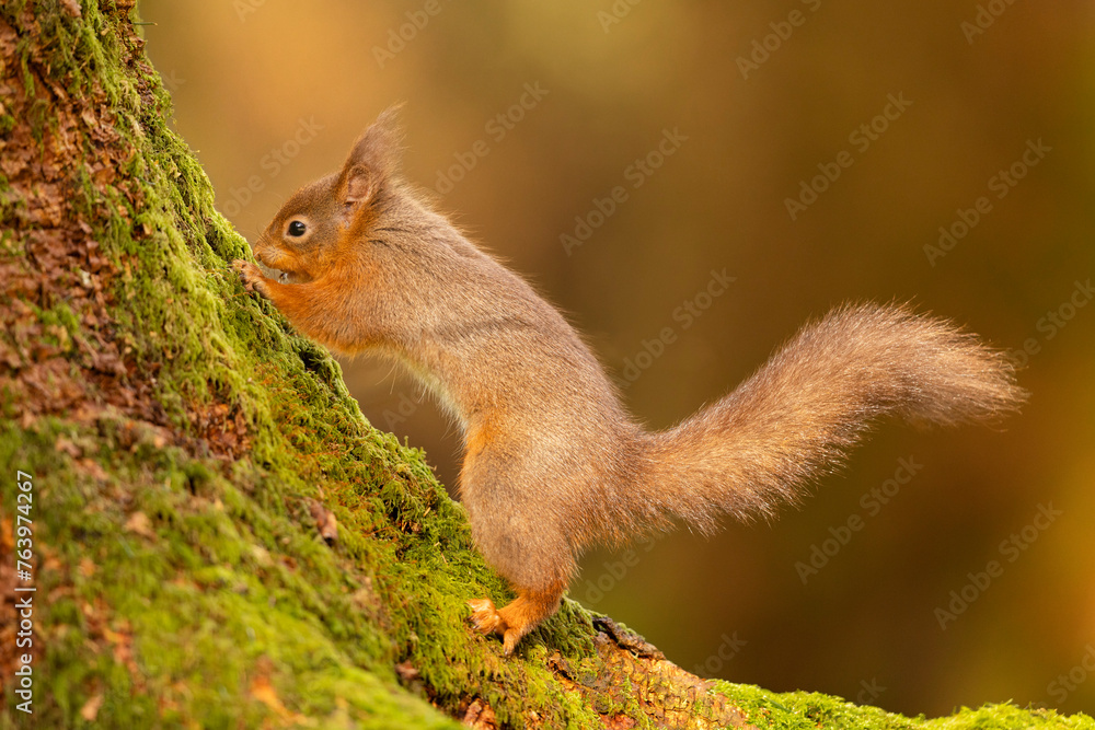 Red Squirrel on a mossy tree in Cumbria, UK. Red Squirrel on a mossy tree in Cumbria, UK.