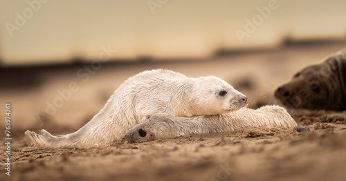 Young Grey Seal crawling over the body of a dead pup whilst an aduly looks on.