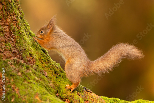 Red Squirrel on a mossy tree in Cumbria, UK. © Wirestock
