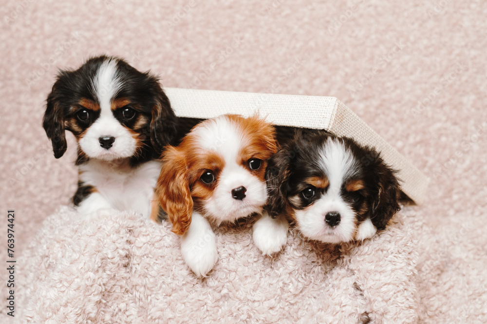 cute puppies dogs of the breed Cavalier King Charles Spaniel