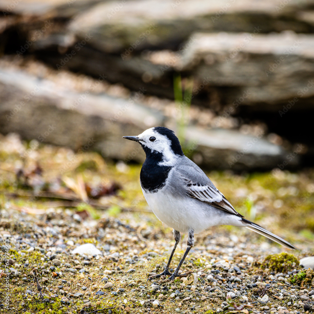 Obraz premium Bachstelze (motacilla alba) auf Futtersuche am Gewässerrand