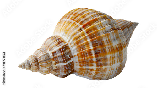  A lone seashell with intricate patterns resting on a transparent background