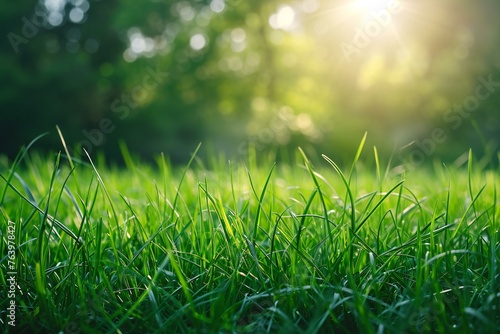 Green grass in the sunlight, Nature background, Close-up