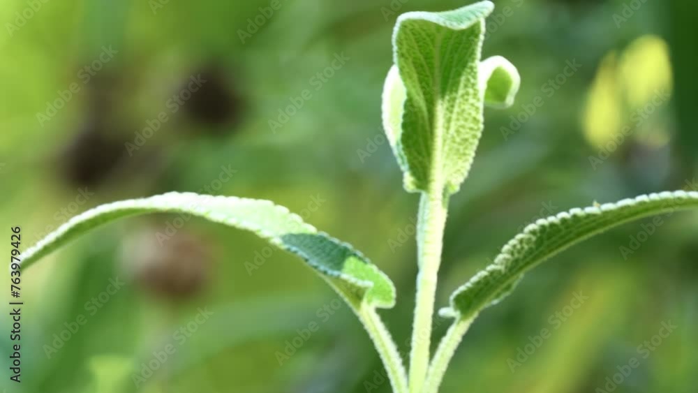 Phlomis russeliana, Turkish sage, is a species of flowering plant in the mint family Lamiaceae. It is often confused with the closely related Phlomis samia, and wrongly marketed as Phlomis viscosa. Phlomis russeliana, Turkish sage, is a species of flowering plant in the mint family Lamiaceae. It is often confused with the closely related Phlomis samia, and wrongly marketed as Phlomis viscosa.