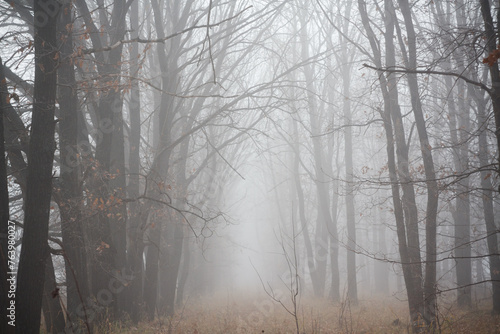 Atmospheric phenomenon in a foggy forest with trees and grass on a rainy day