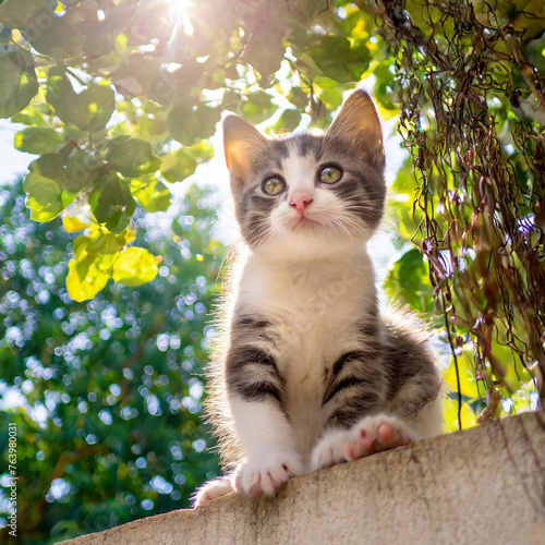 Wallpaper Mural 귀여운 아기 고양이 cat Torontodigital.ca