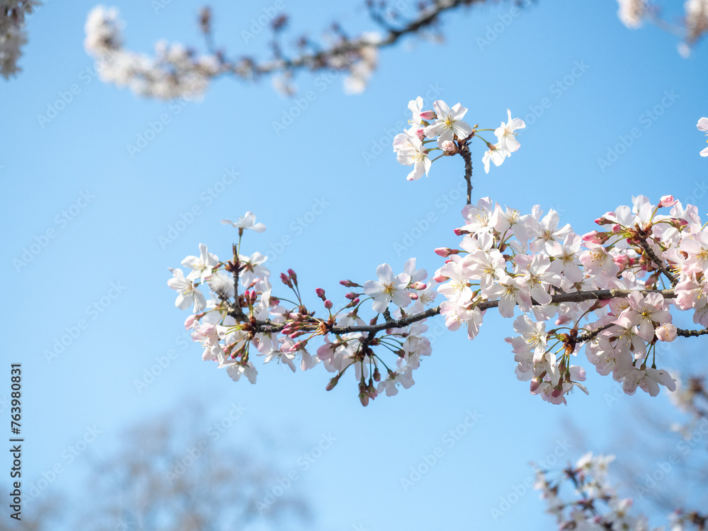 Blossoming cherry tree with white flowers Blossoming cherry tree with white flowers