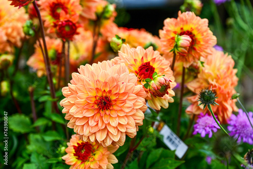 Chrysanthemen (Chrysanthemum) in the Sofiero Palace Gardens park in the Sofiero Castle, Sofiero Slott och Slottsträdgard, Helsingborg, Sweden photo