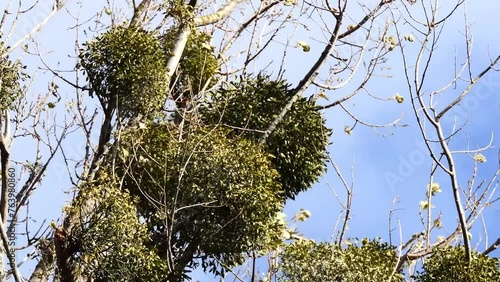 Viscum album is a species of mistletoe in the family Santalaceae, commonly known as European mistletoe, common mistletoe or simply as mistletoe (Old English mistle). photo