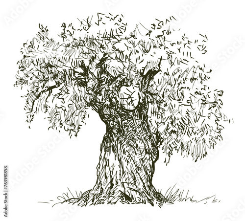 Olive tree single outdoors, agriculture, mediterranean, sketch,  vector hand drawn illustration isolated on white