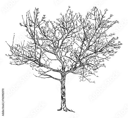 Tree deciduous bare, spring, buds, single, sketch, vector hand drawing isolated on white