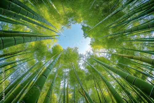 Bamboo forest with blue sky background, Arashiyama, Kyoto, Japan