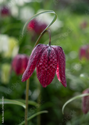 Unusual snake's head fritillary flowers, photographed outside the wall at Eastcote House Gardens, London Borough of Hillingdon UK, in spring. photo