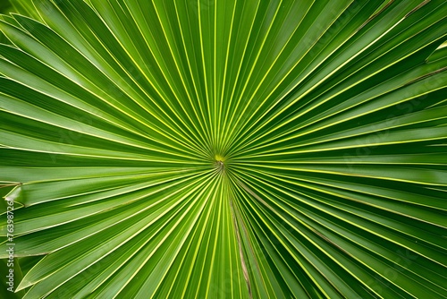 Green palm leaf background,  Close up of a green palm leaf © Cuong