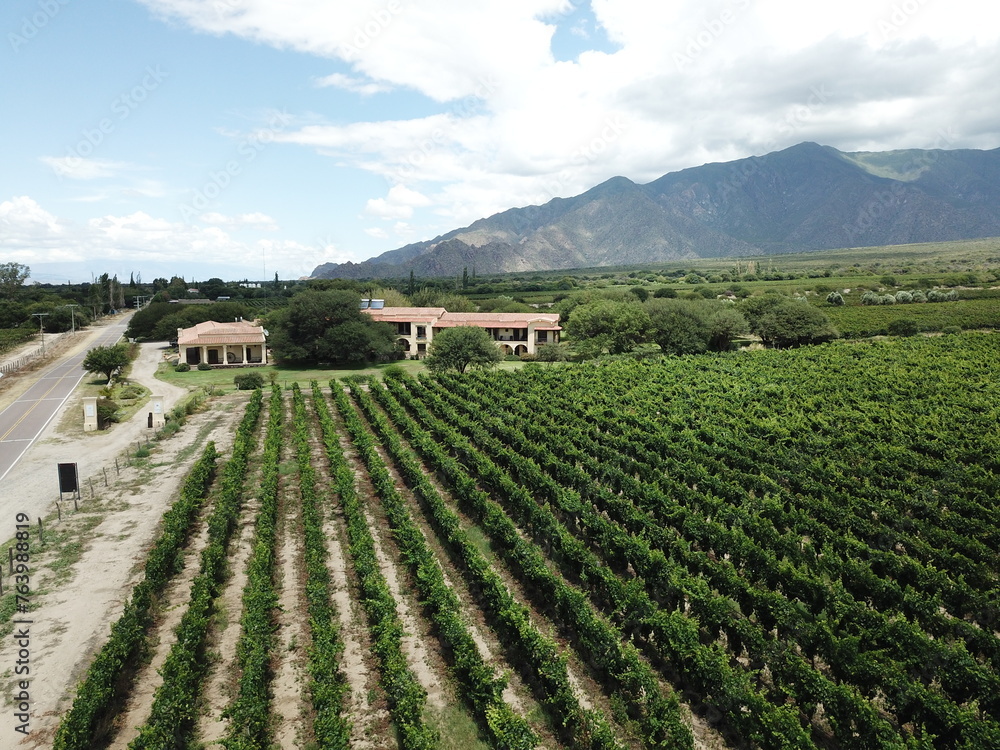 vineyards in northwestern Argentina