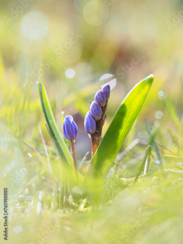 Scilla flower in the snow. Early spring floral background.