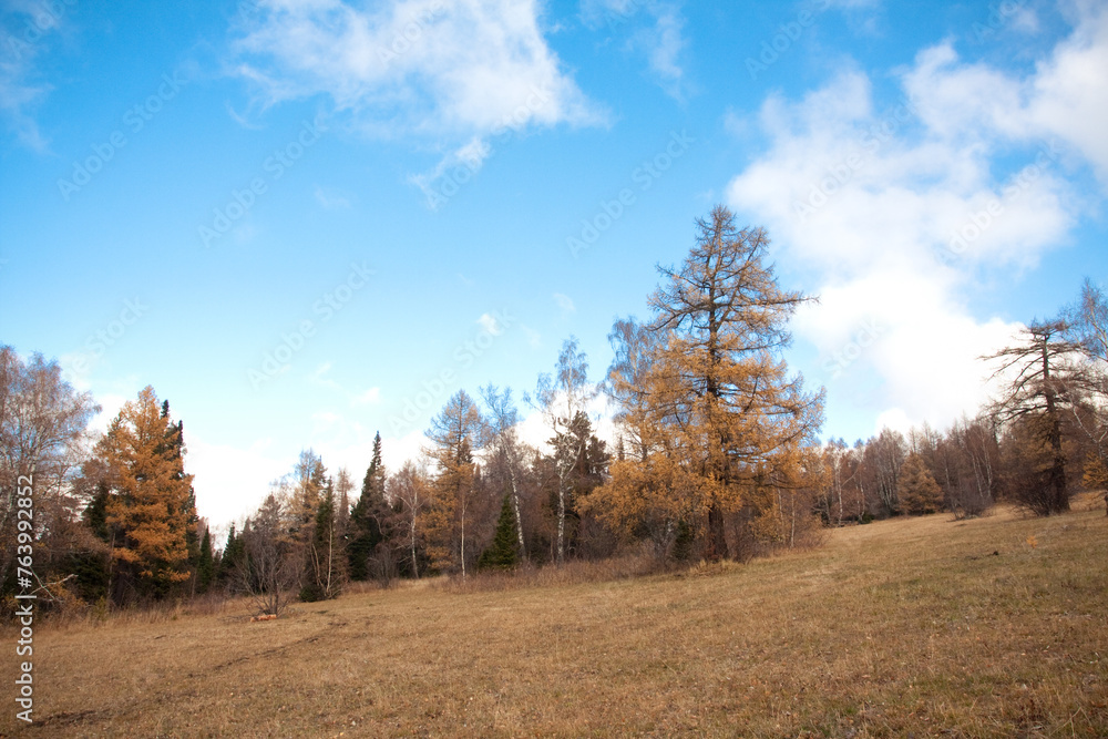 Fototapeta premium Larch trees under a blue sky with scattered clouds in a natural landscape