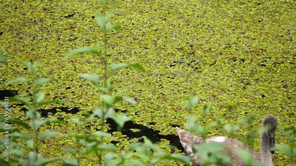 Swan's chick feeds in the old lake in the old lake. Swan's chick feeds in the old lake in the old lake.