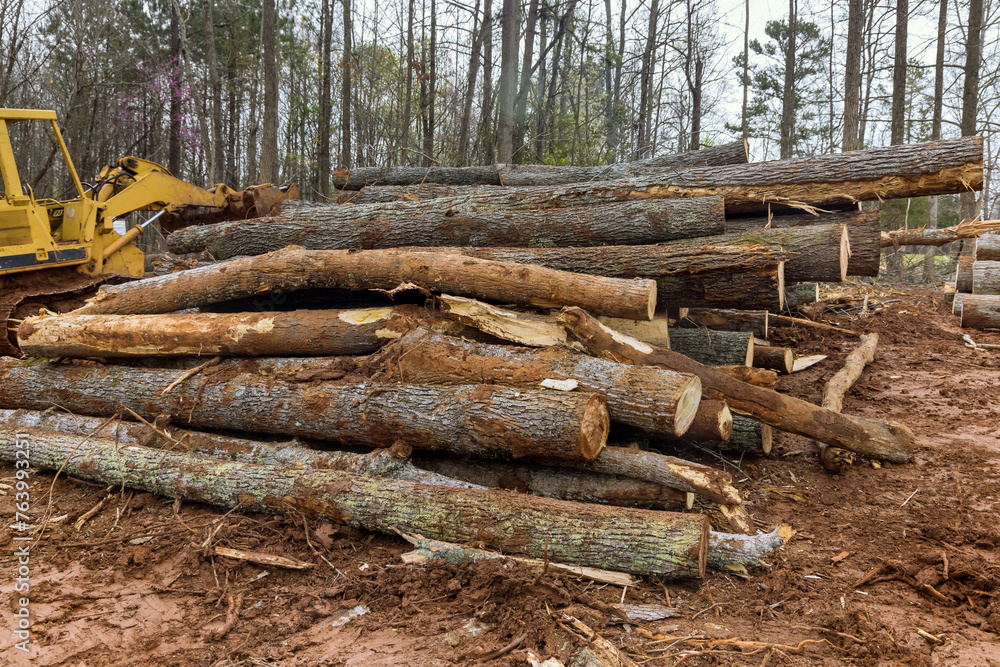 Tree logs are stacked in forests prior to being taken to sawmill. Tree logs are stacked in forests prior to being taken to sawmill.