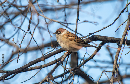 Sparrow sings songs on a branch in spring