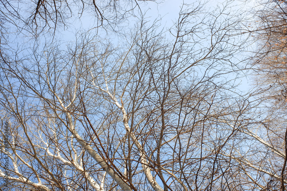winter forest with birch trees and snow against the blue sky of the park winter forest with birch trees and snow against the blue sky of the park