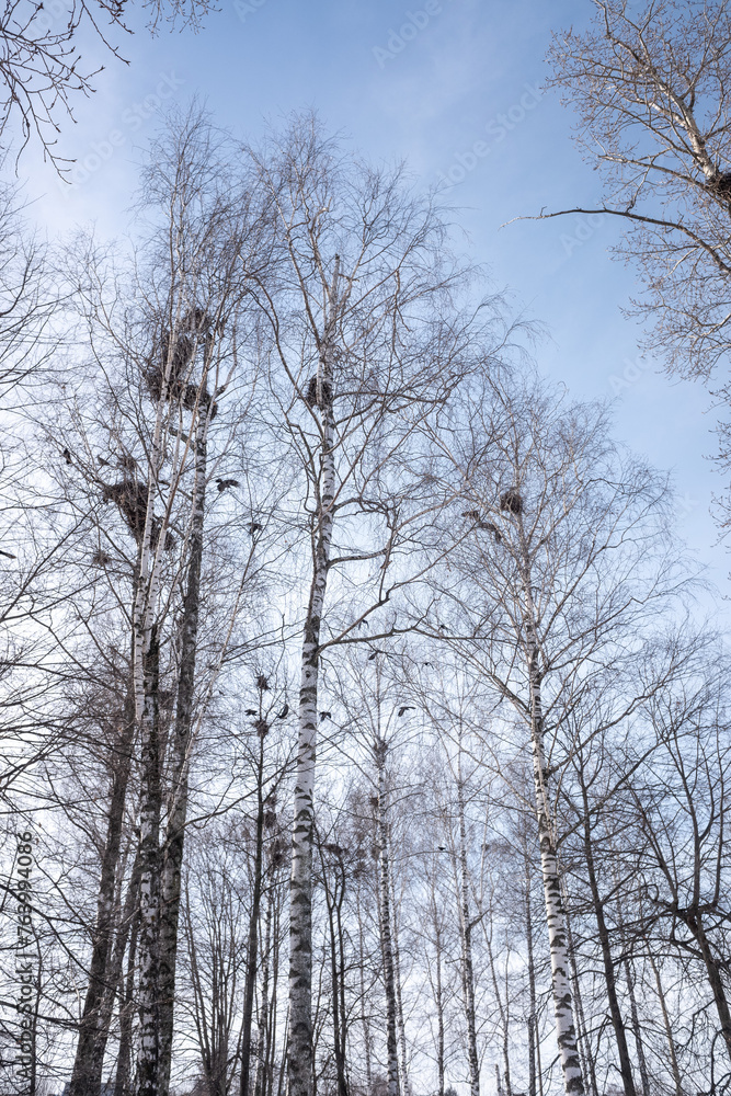 winter forest with birch trees and snow against the blue sky of the park