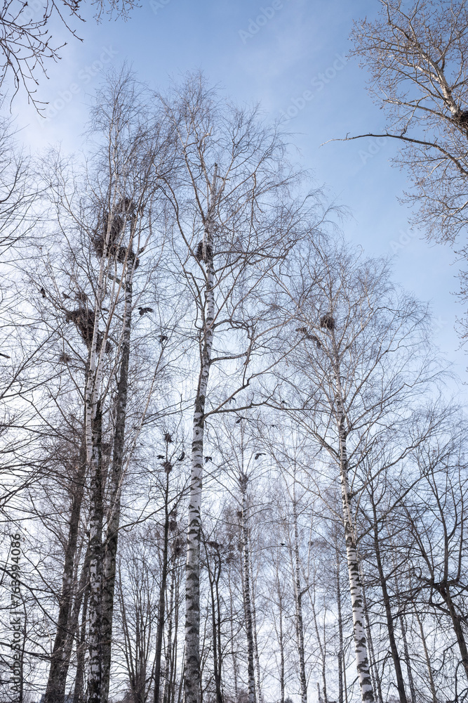 winter forest with birch trees and snow against the blue sky of the park winter forest with birch trees and snow against the blue sky of the park