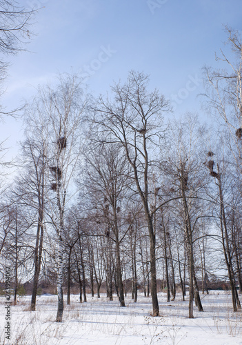 winter forest with birch trees and snow against the blue sky of the park