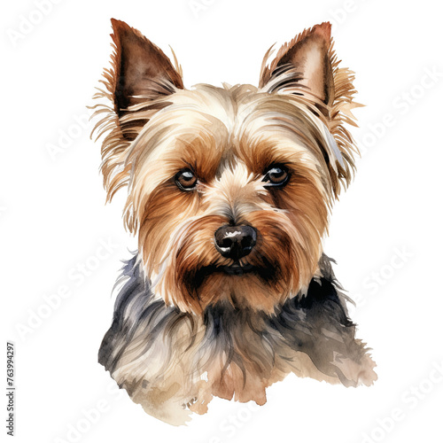 Yorkshire Terrier dog portrait watercolor clipart illustration on transparent background