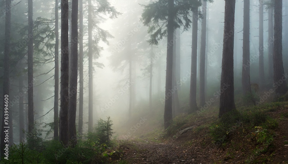 Fog in the forest Fog in the forest