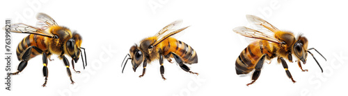 Honey bee isolated on transparent background