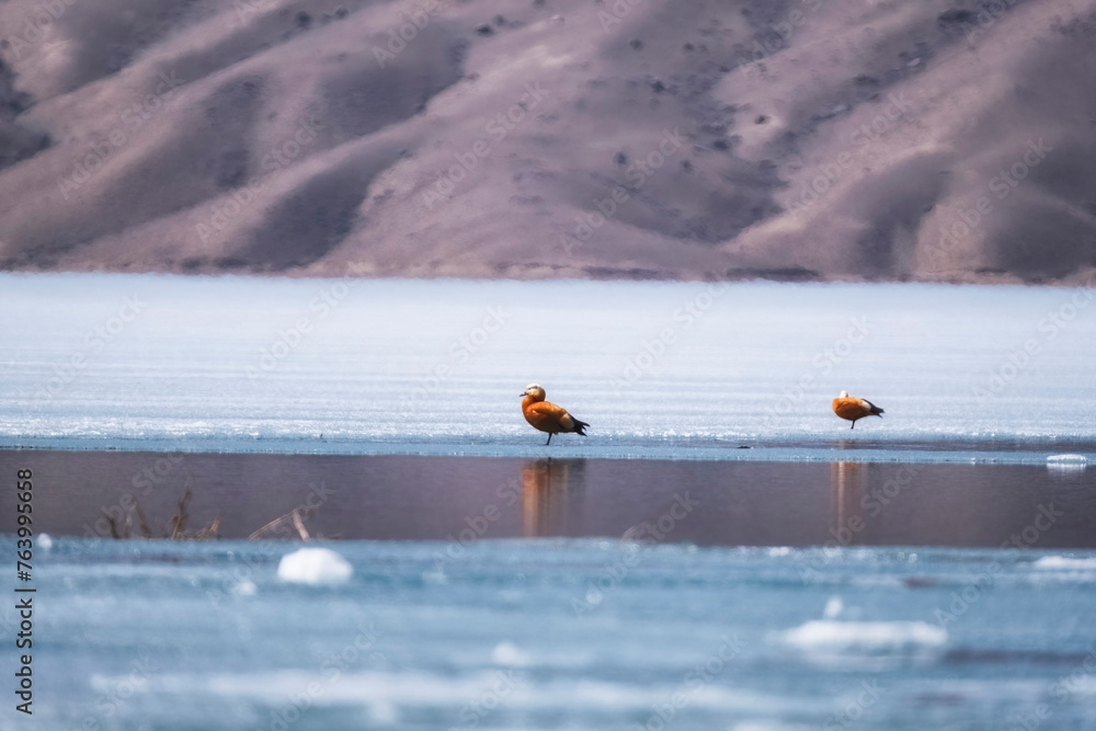 Wild ducks Ogar early spring on frozen lake - obrazy, fototapety, plakaty 