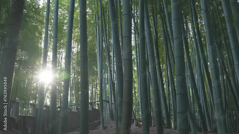 Leaves, bamboo trees and sunshine with green in nature, Japanese jungle or garden with lens flare. Environment, landscape in Japan with greenery Leaves, bamboo trees and sunshine with green in nature, Japanese jungle or garden with lens flare. Environment, landscape in Japan with greenery