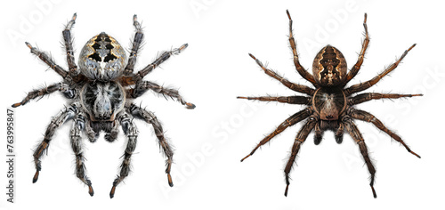 Spider topview isolated on transparent background