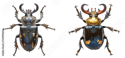 Stag Beetle isolated on transparent background © minhnhat