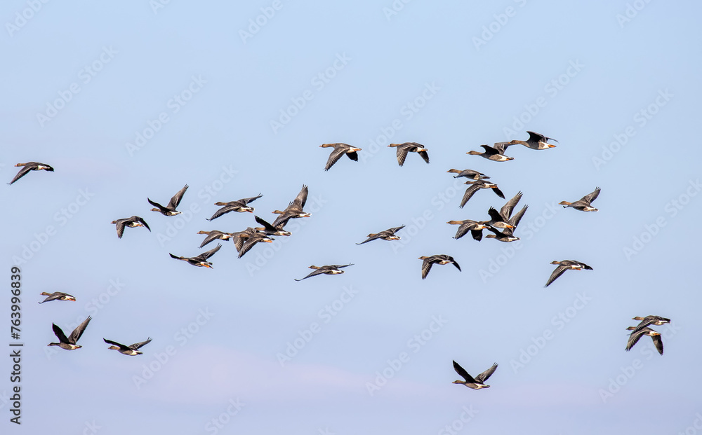 Bean goose (Anser fabalis). Flocks of migrating geese in the sky and over the forest. European migration stop-overs, Birds fly full-face, rocketing