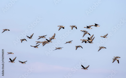 Bean goose (Anser fabalis). Flocks of migrating geese in the sky and over the forest. European migration stop-overs, Birds fly full-face, rocketing