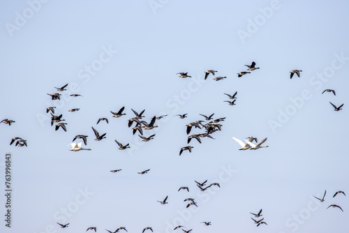 Mixed pack of Bean goose (Anser fabalis) and whooper swan (Cygnus cygnus) over winter fields and forests during wintering in Europe