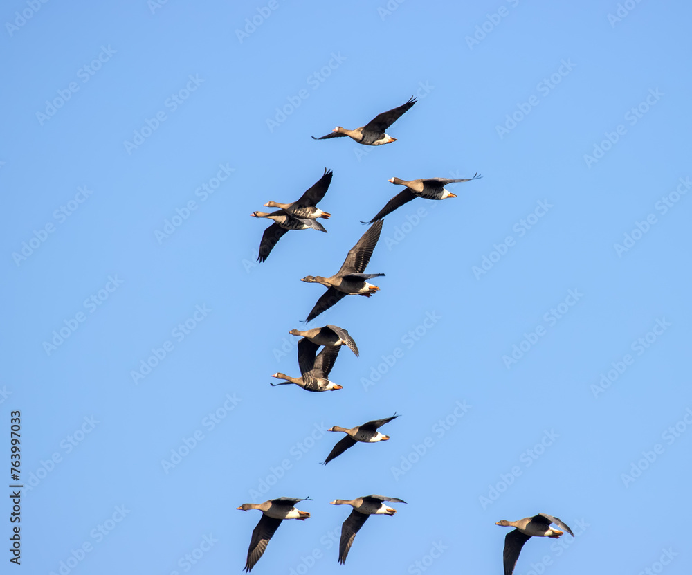 Mixed flock of Bean goose (Anser fabalis) and White-fronted goose (Anser albifrons) over winter fields and forests during wintering in Europe