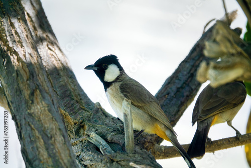 Red-vented Bulbul (Pycnonotus cafer) in Arab Emirates. Winter