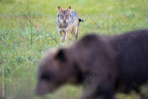 Eurasian Wolf and brown bear interact together