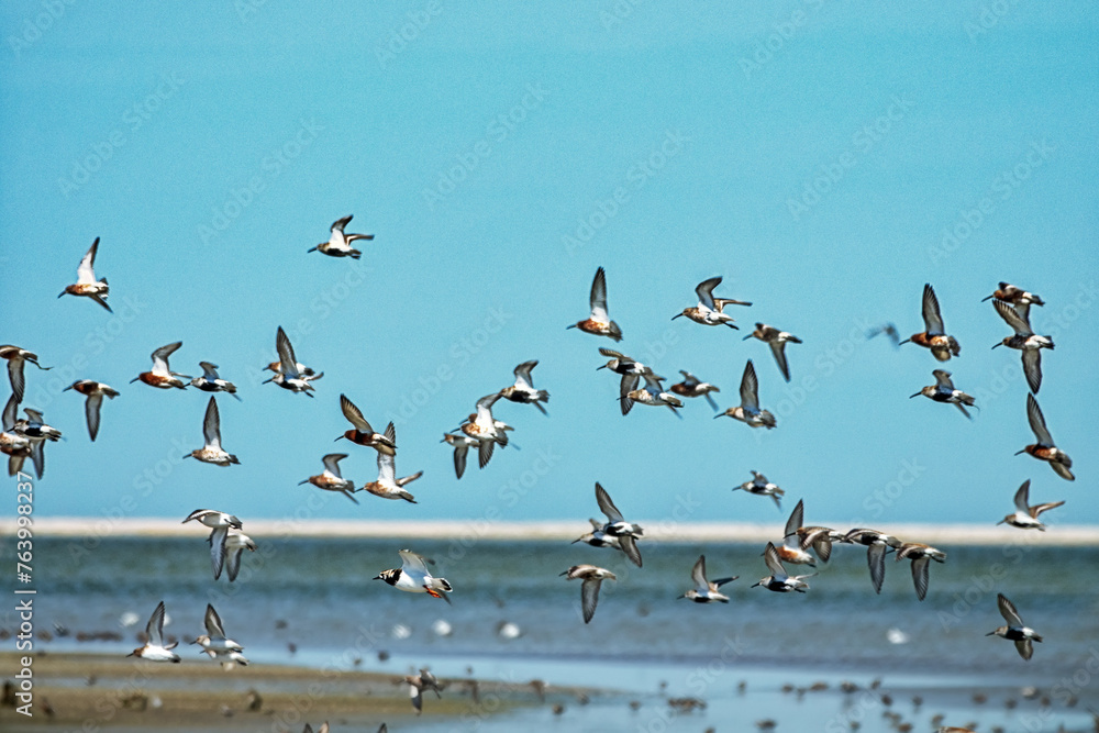 Migrating limicolae (stints, dunlin and curlew sandpiper predominate) on coast of Arabatskaya Strelka, Lake Sivash. May stop-overs