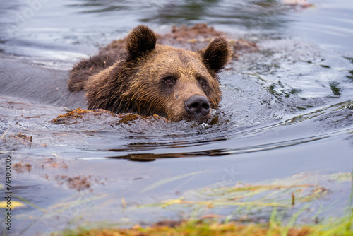 Brown bear swimming in water