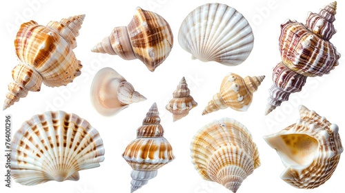 beautiful shell set collection. Isolated on white background Generative AI