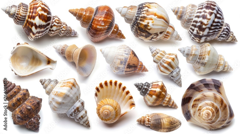 beautiful shell set collection. Isolated on white background Generative AI beautiful shell set collection. Isolated on white background Generative AI