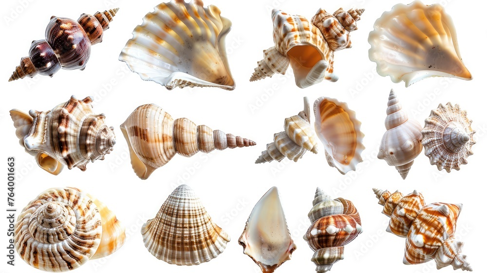 beautiful shell set collection. Isolated on white background Generative AI beautiful shell set collection. Isolated on white background Generative AI