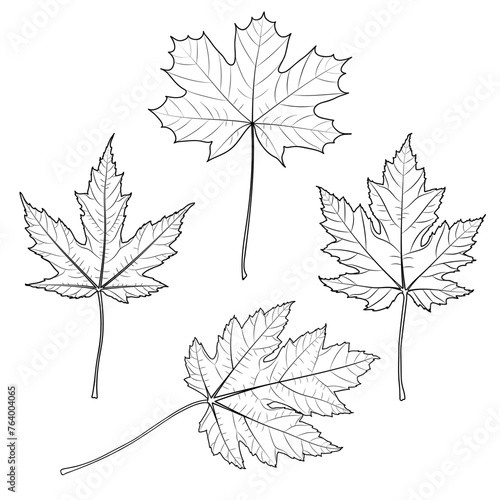 Maple tree outline leaf collection, vector illustration.