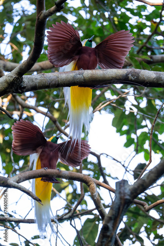 Lesser Bird of Paradise photo