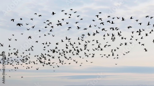 A Flock of Birds Flying in the Sky