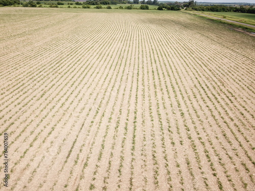 Sugarcane cultivation in northwestern Argentina photo